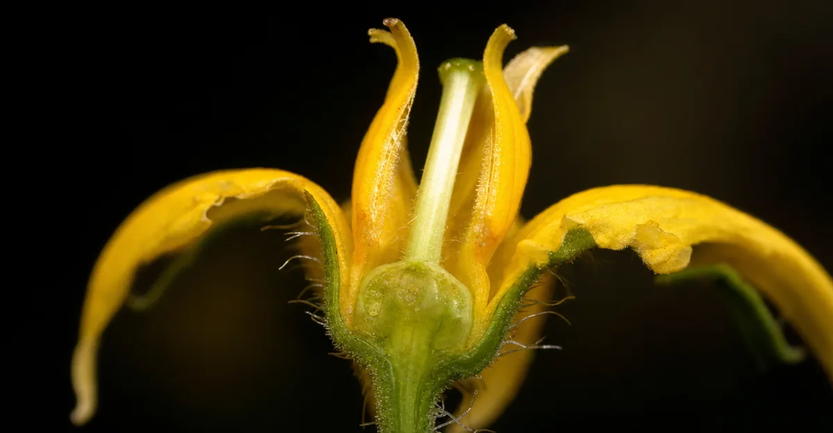 Um cacho de flores de tomateiro amarelo-vivas com pétalas recurvadas e estames proeminentes, iluminadas por trás por uma luz natural suave e quente contra um fundo verde ligeiramente desfocado