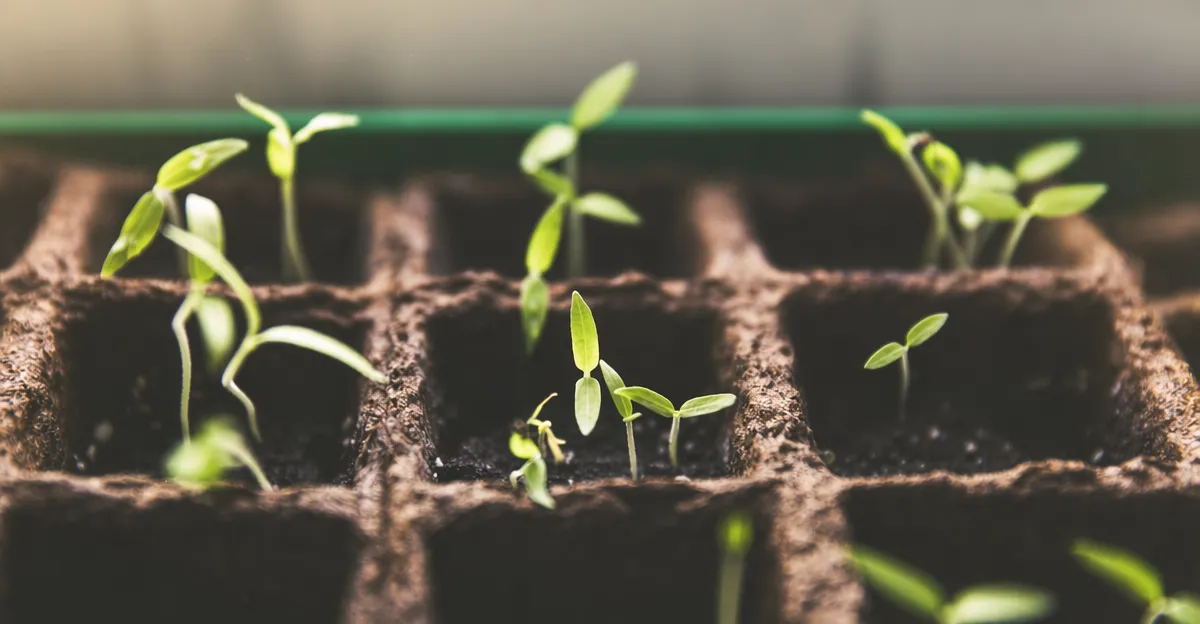 Fresh green herbs growing densely in an indoor garden setup