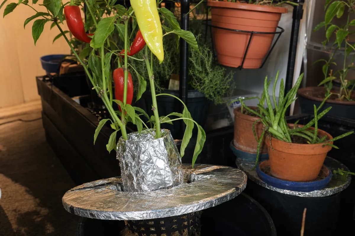 Plant roots growing in a hydroponic nutrient solution showing healthy white growth