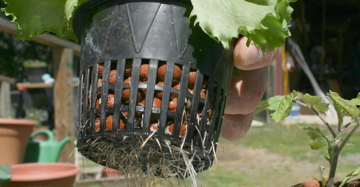 Corte del embalse de Kratky que compara algas verdes, raíces aéreas saludables y raíces marrones suaves