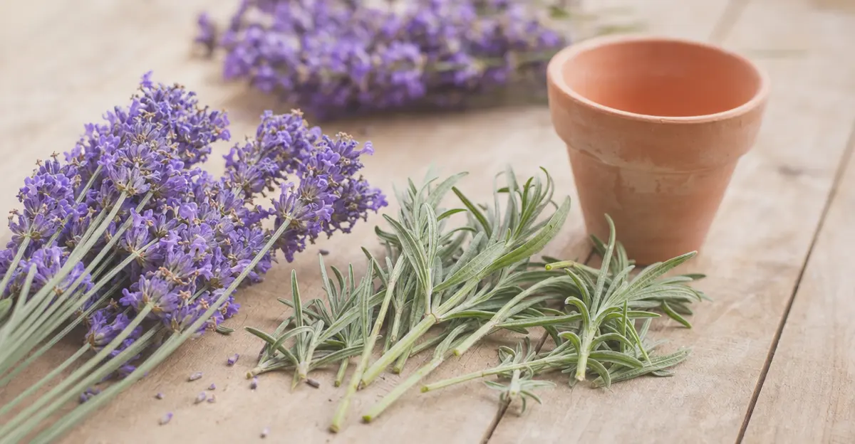 Varios esquejes de lavanda con raíces frescas emergiendo, colocados en pequeñas macetas rellenas de perlita y arena como sustrato de enraizamiento