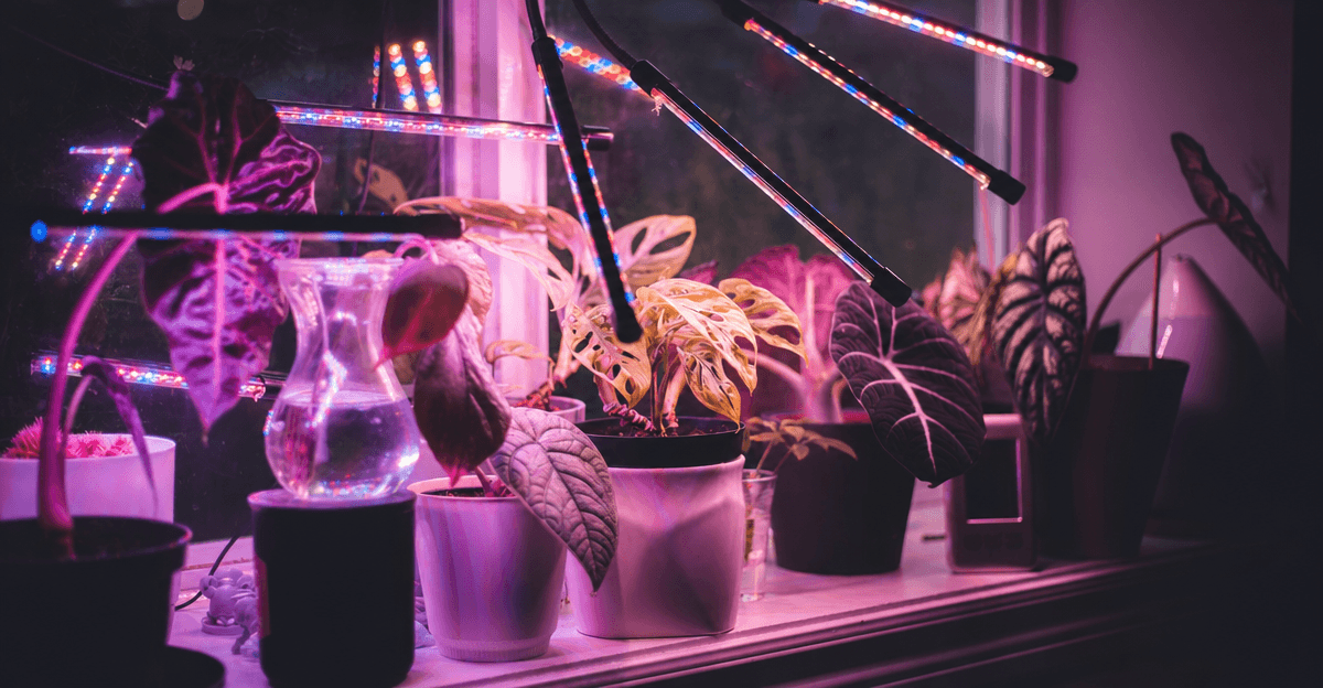 Indoor plants illuminated by purple-pink LED grow lights on a windowsill