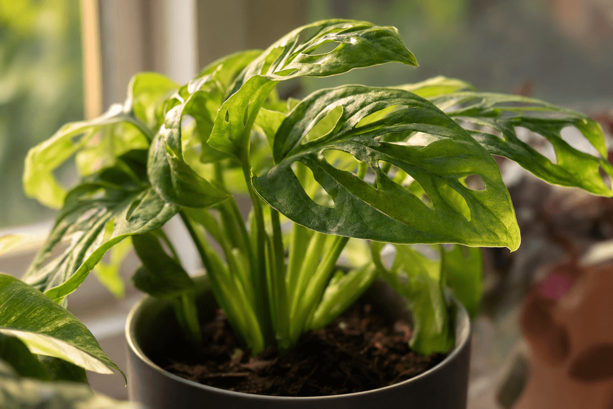 Plants growing under artificial light in a controlled indoor farming environment