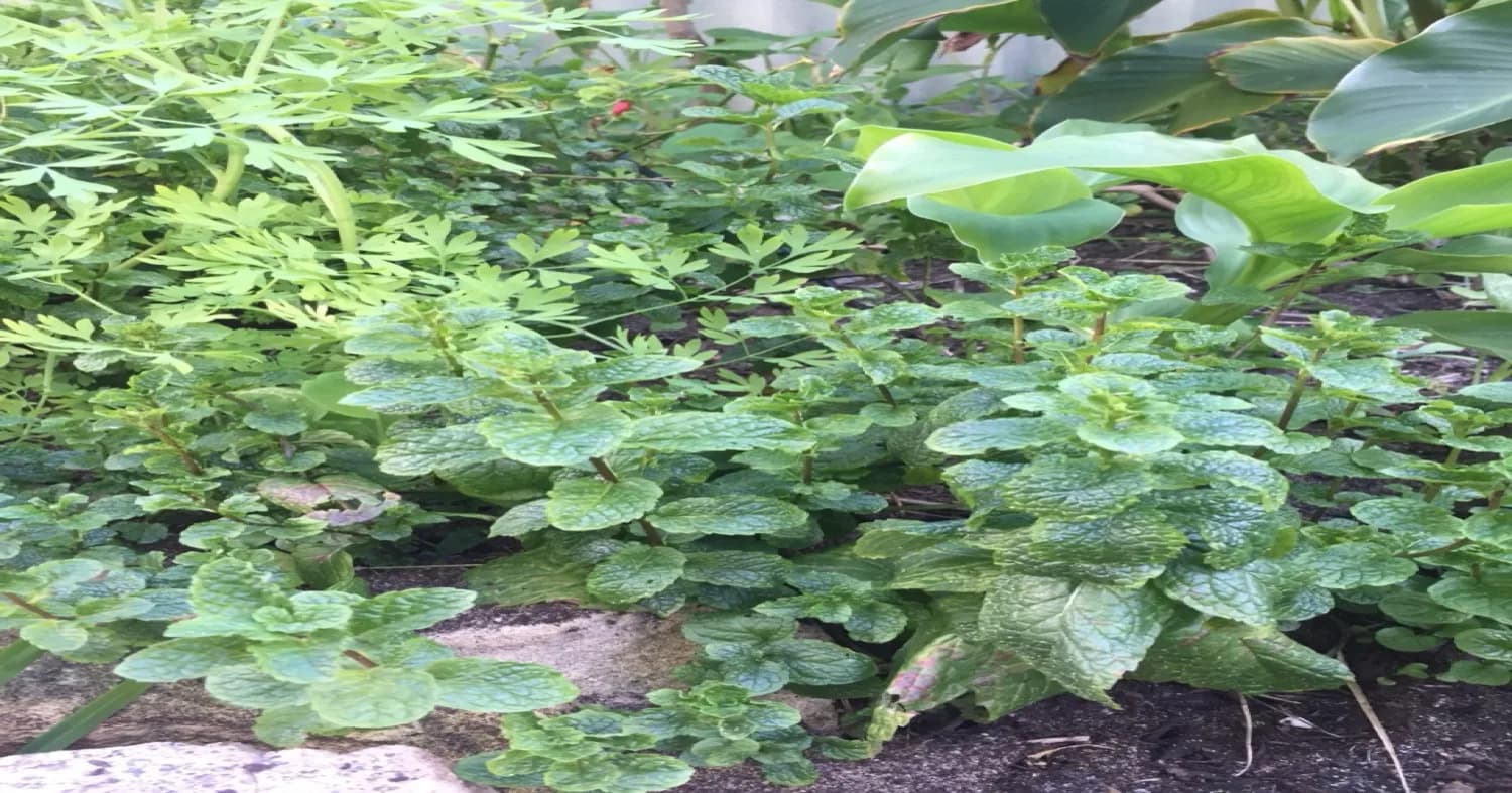 Um jardim ensolarado de ervas mediterrânicas com alecrim, tomilho, orégãos e alfazema a crescer em solo rochoso e bem drenado