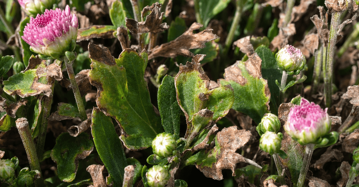 Plant showing brown, crispy leaf tips and margins caused by nutrient burn