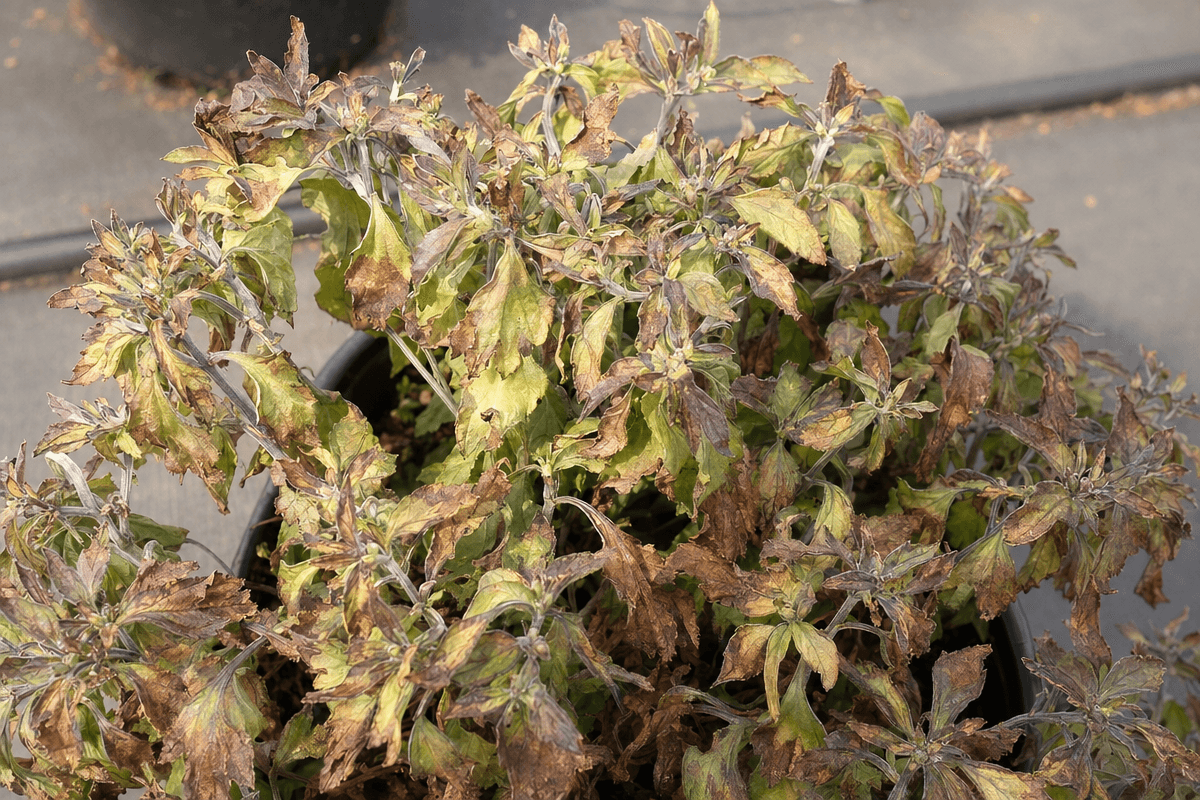 Brown and crispy leaf margins showing progressive nutrient burn damage on a flowering plant