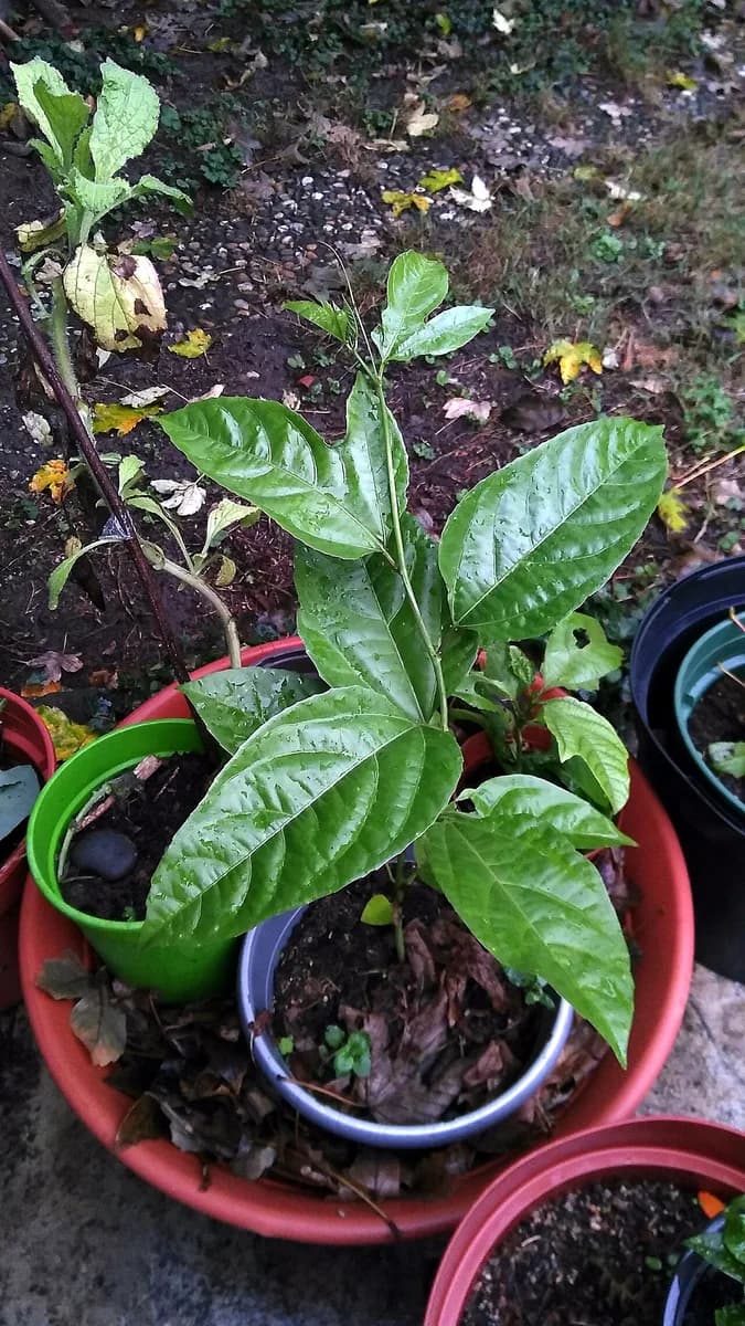 Young passion fruit seedlings showing the simple early leaf forms that follow germination