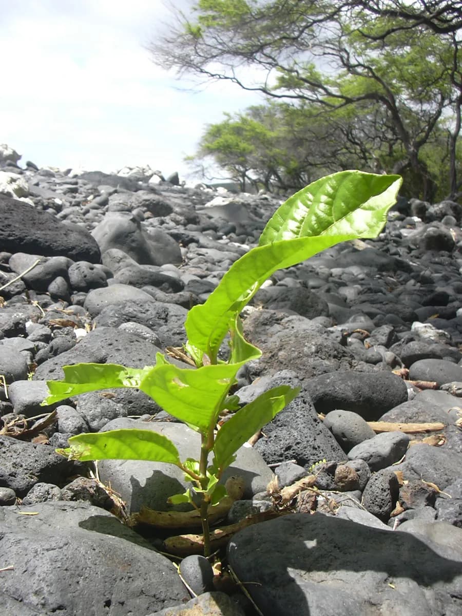 A young passion fruit seedling growing upright before it begins vigorous vine growth