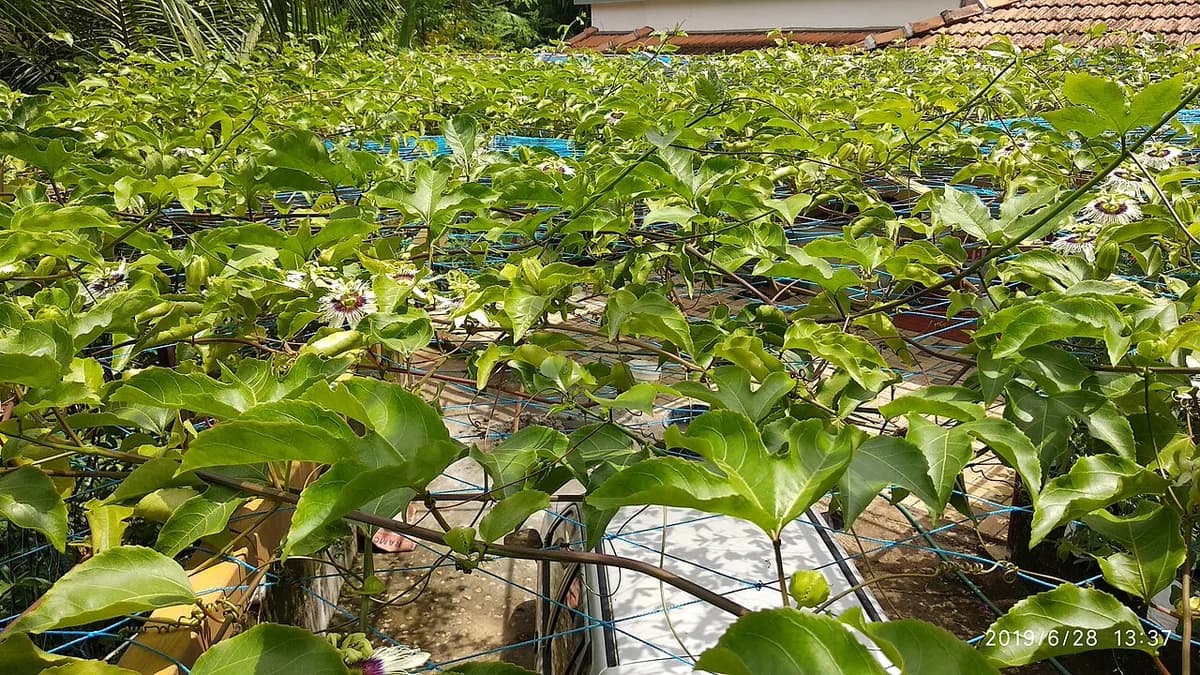A mature green passion fruit vine trained across an overhead trellis during vegetative growth