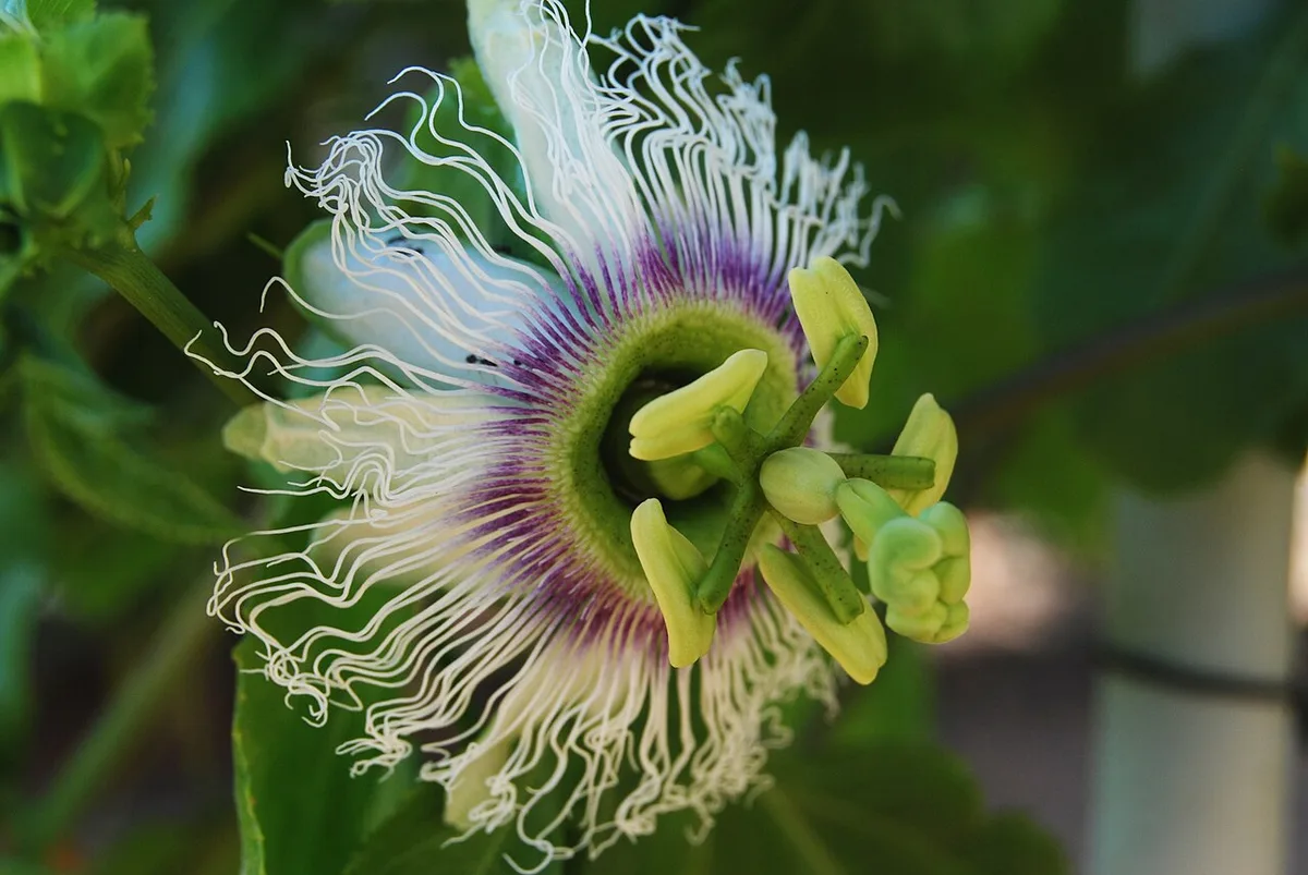 An open Passiflora edulis flower showing the purple and white corona, anthers, and stigmas