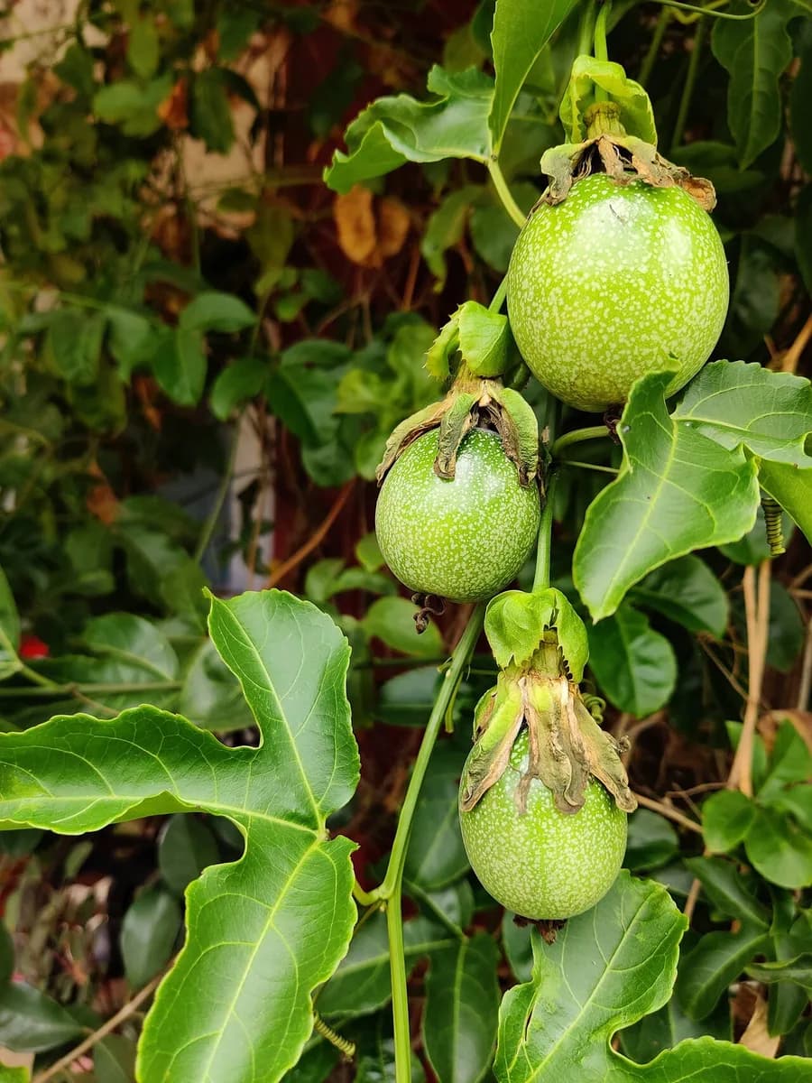 Green immature passion fruits developing on a leafy vine after successful pollination