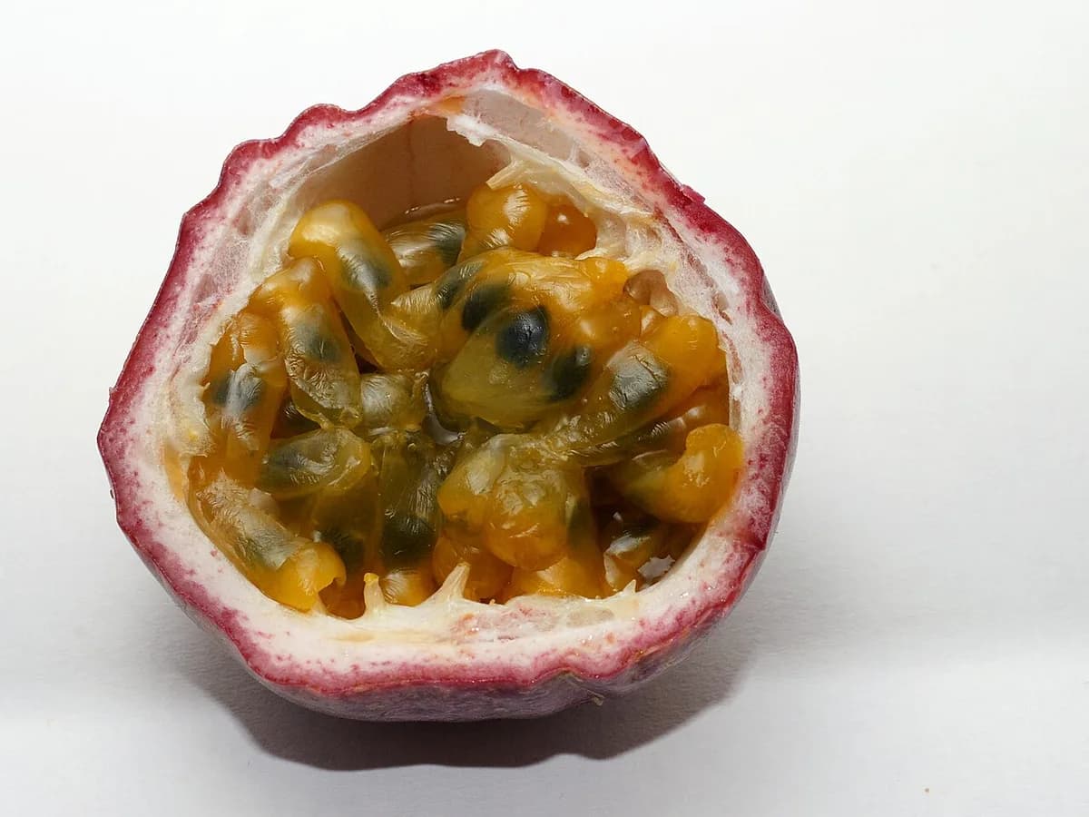 A ripe purple passion fruit cut open to show the orange pulp and black seeds at harvest