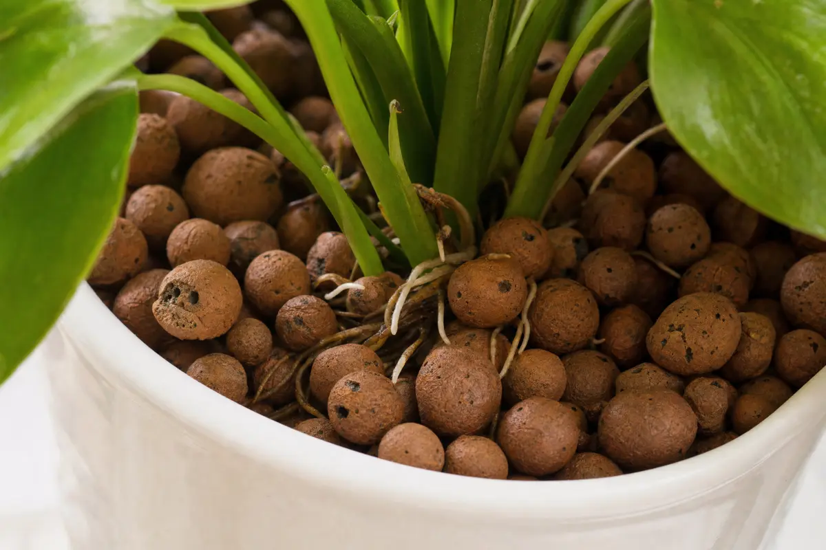 Close-up of LECA clay pebbles in a white cache pot with a healthy plant growing through the expanded clay aggregate, roots visible between the porous reddish-brown balls