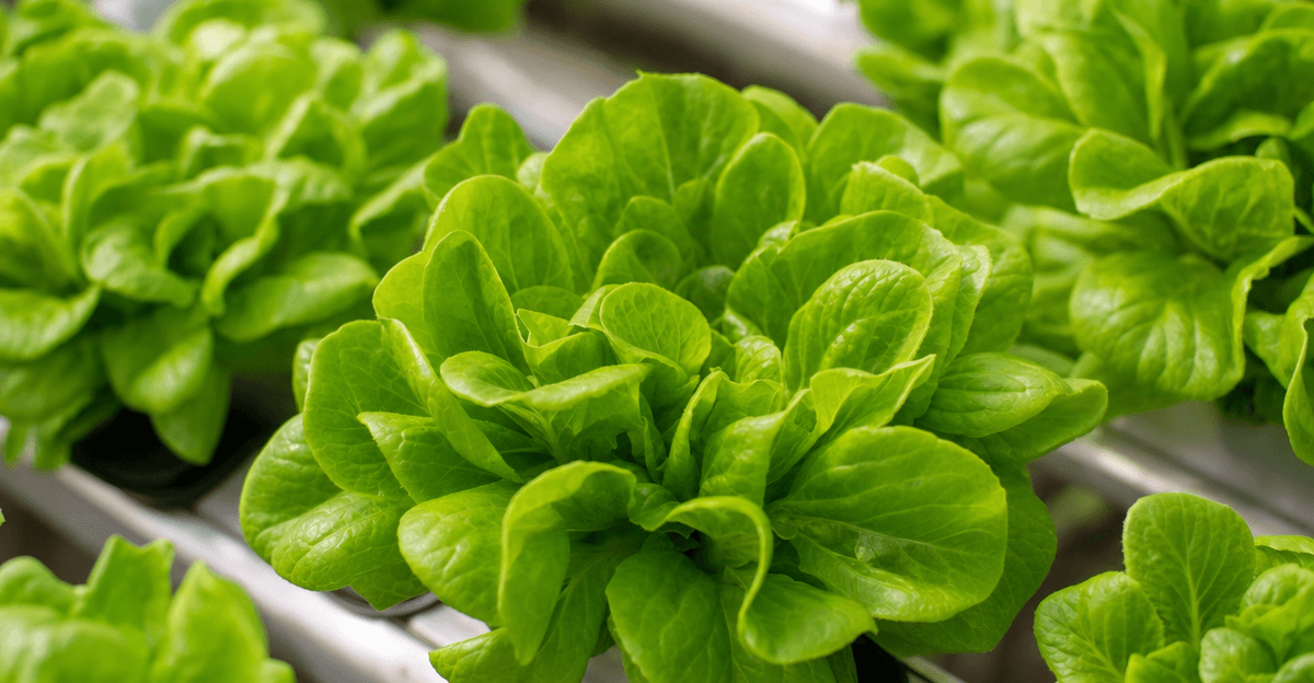 Primer plano de raíces sanas de plantas hidropónicas sumergidas en una solución nutritiva transparente