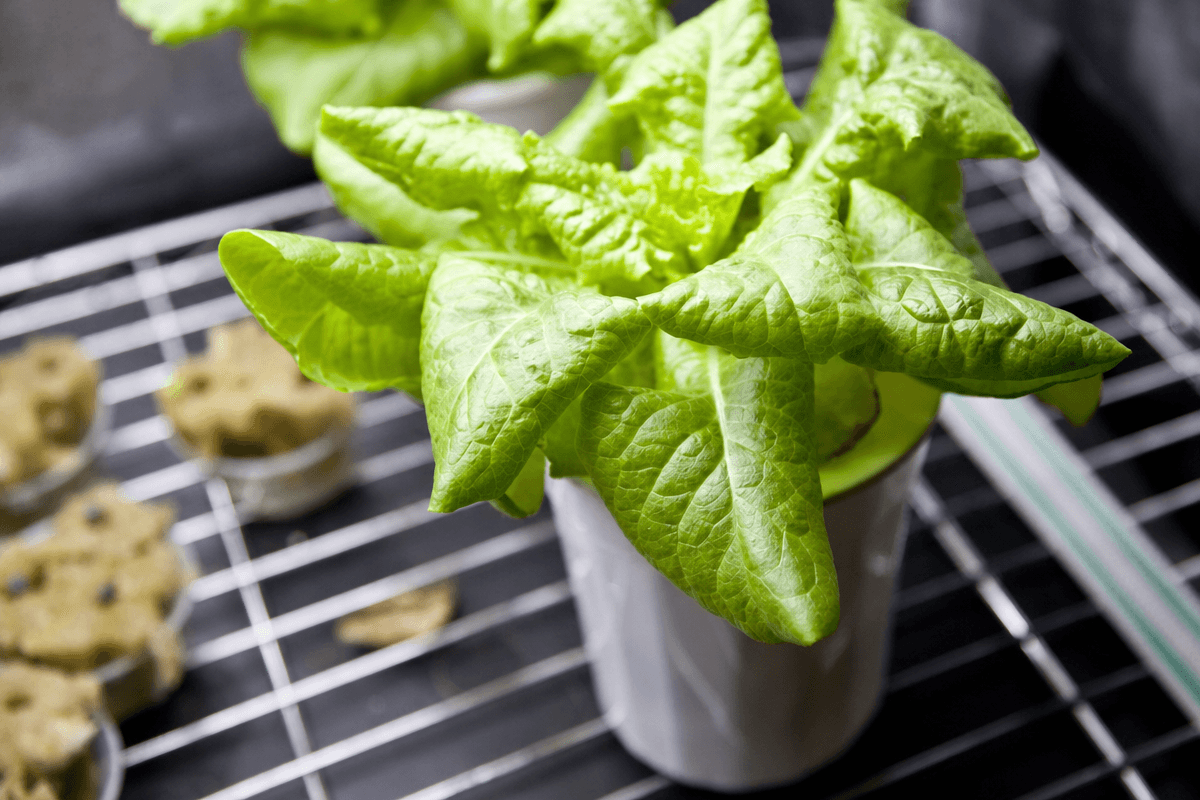 A hydroponic system reservoir with nutrient solution and growing plants