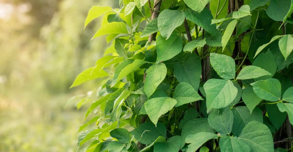 Een krachtige goabonenrank die langs een klimrek omhoog groeit, bedekt met weelderig groen blad maar zonder bloemen, ter illustratie van het symptoom van alleen rank en geen bloei
