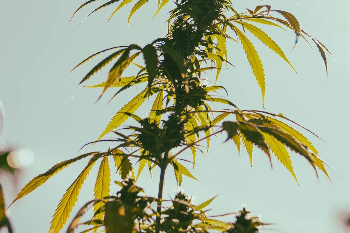 Bud de cannabis Acapulco Gold com pelos dourado-alaranjados