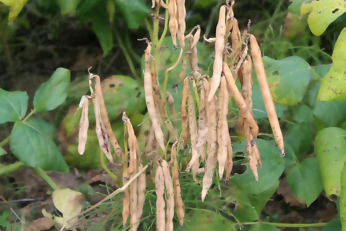 Adzuki Bean plant with mature pods