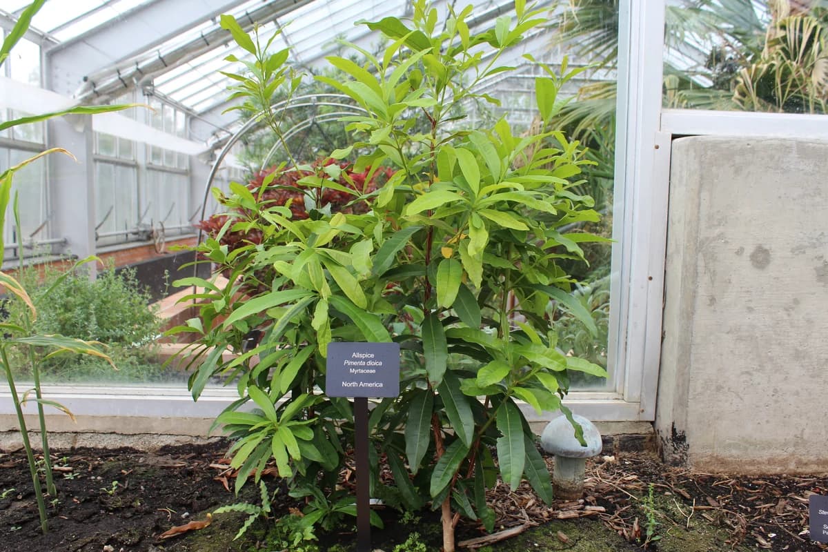 Allspice image