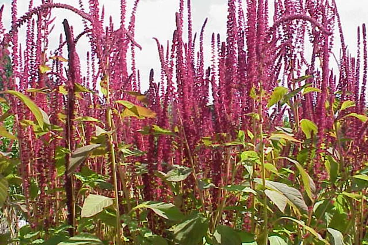 Amaranth (Grain) image