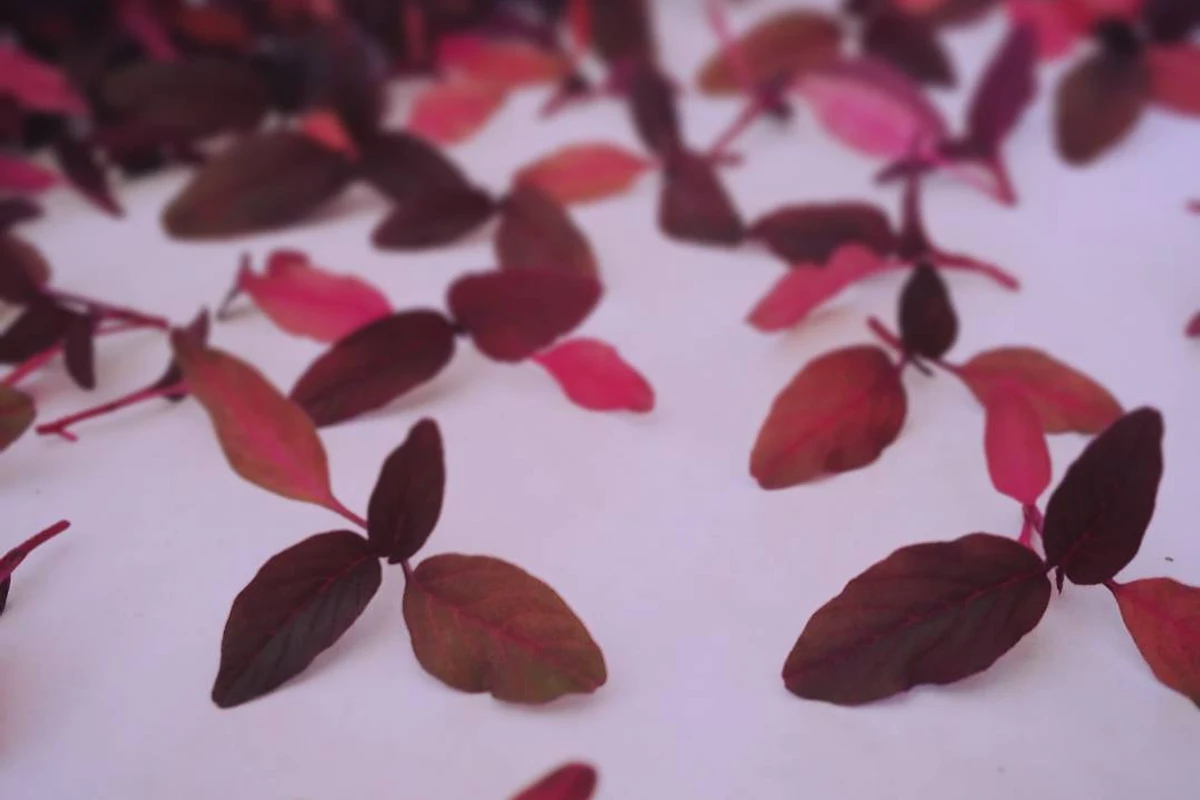 Amaranth Microgreens image
