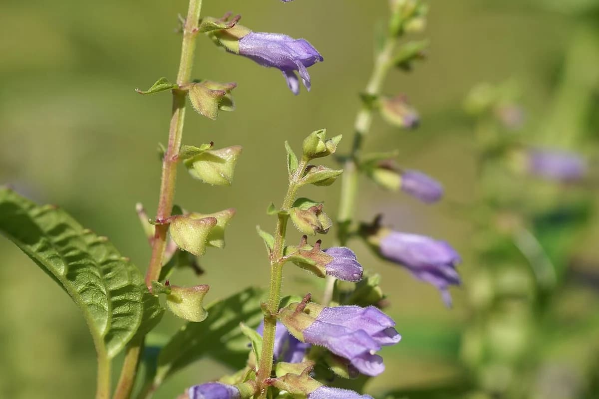 Scutellaria lateriflora (Blue Skullcap)