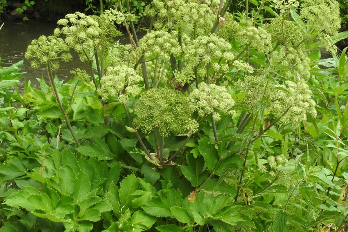 Angelica archangelica plant with flowers