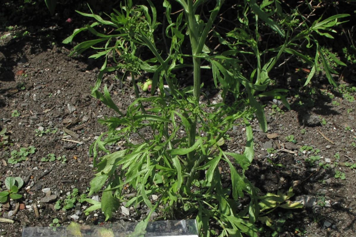 Anise plant with white flowers and seeds