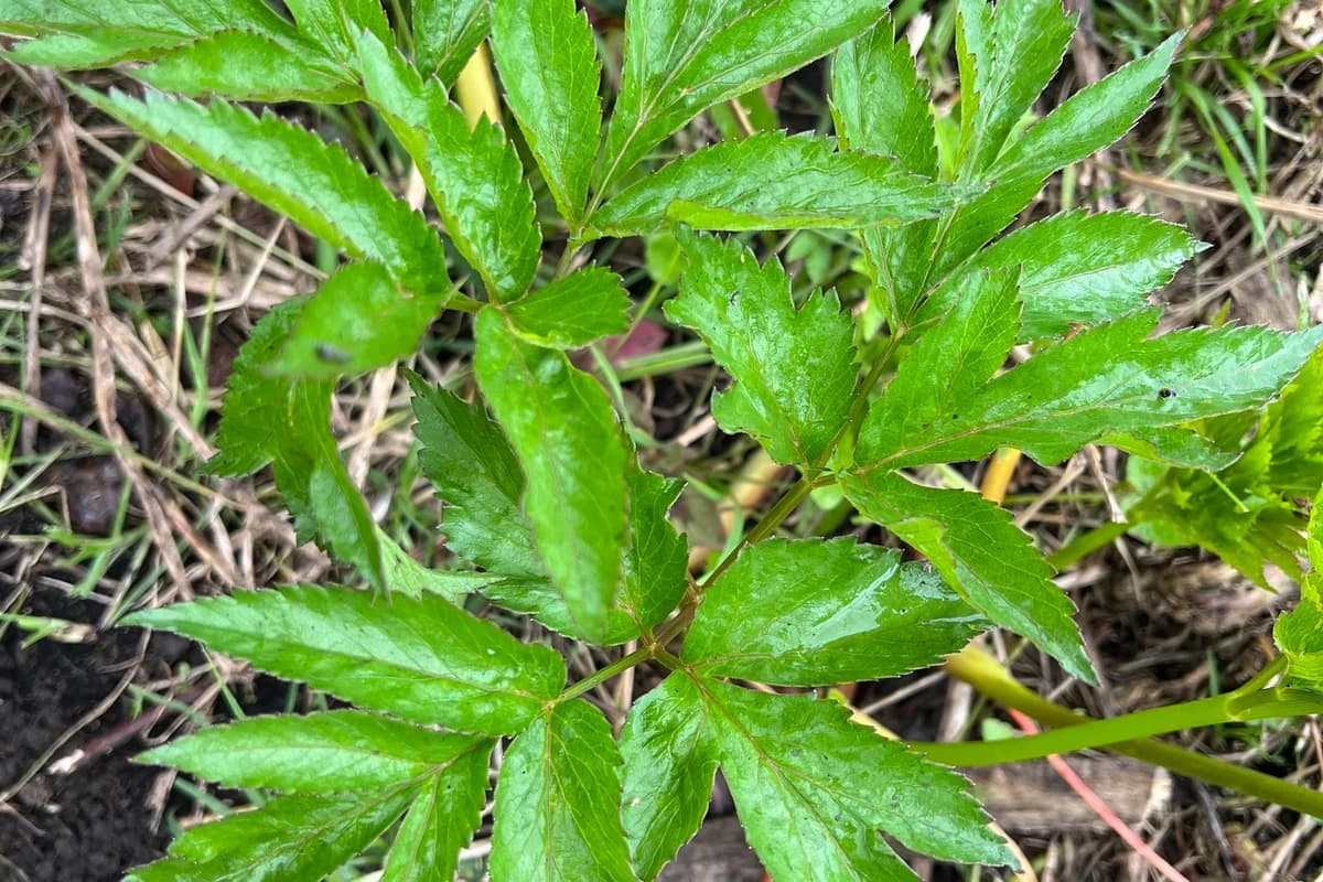 Arracacha image