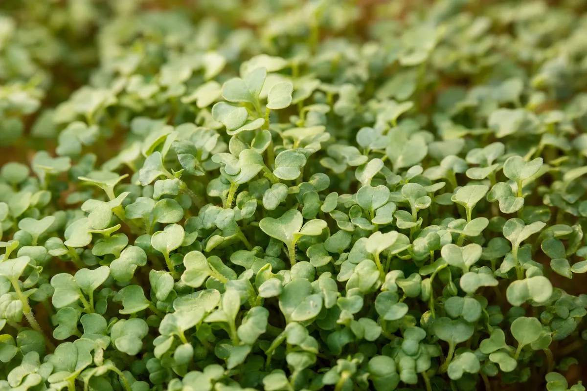 Arugula Microgreens image