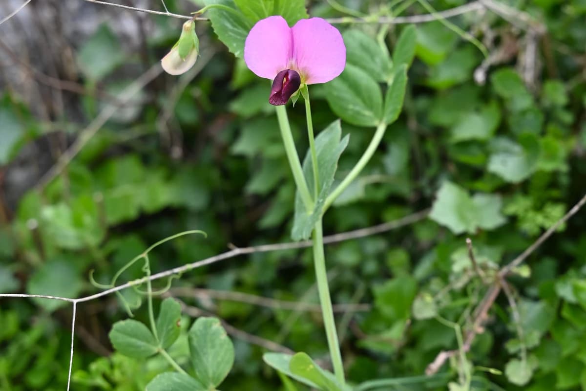 Austrian Winter Pea image