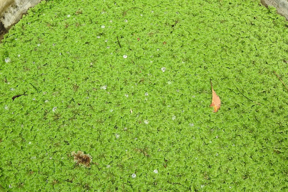 Azolla image