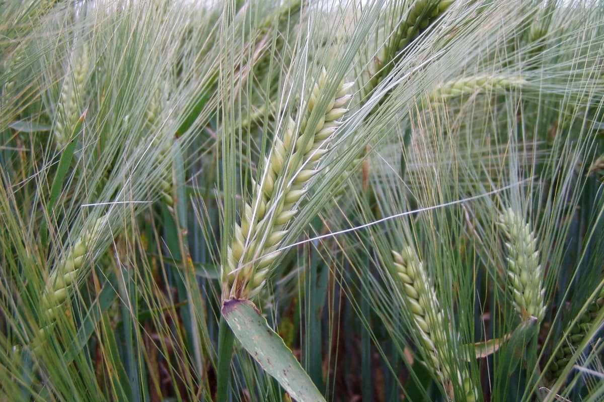 Barley image