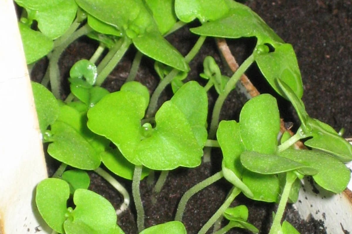 Basil Microgreens image