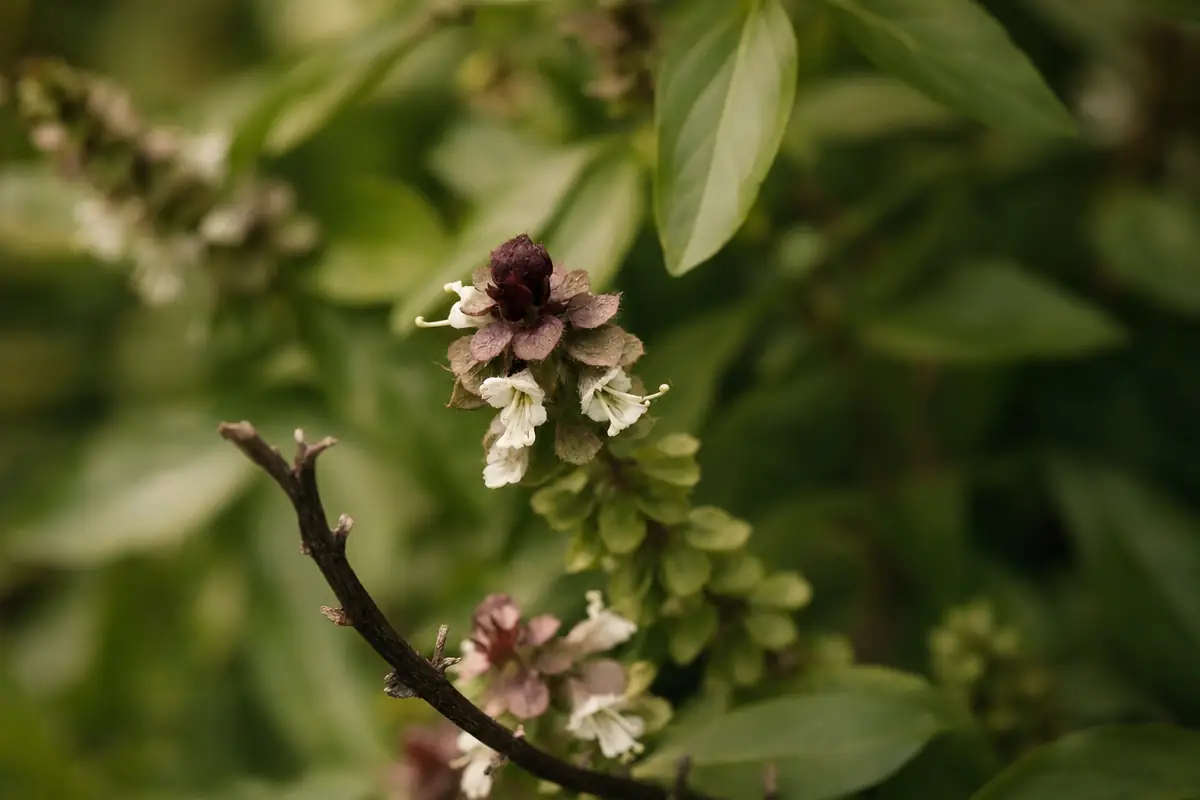 Thai Basil image