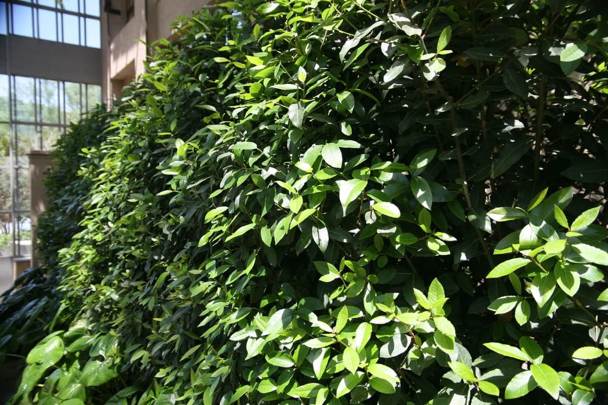 Bay Laurel image