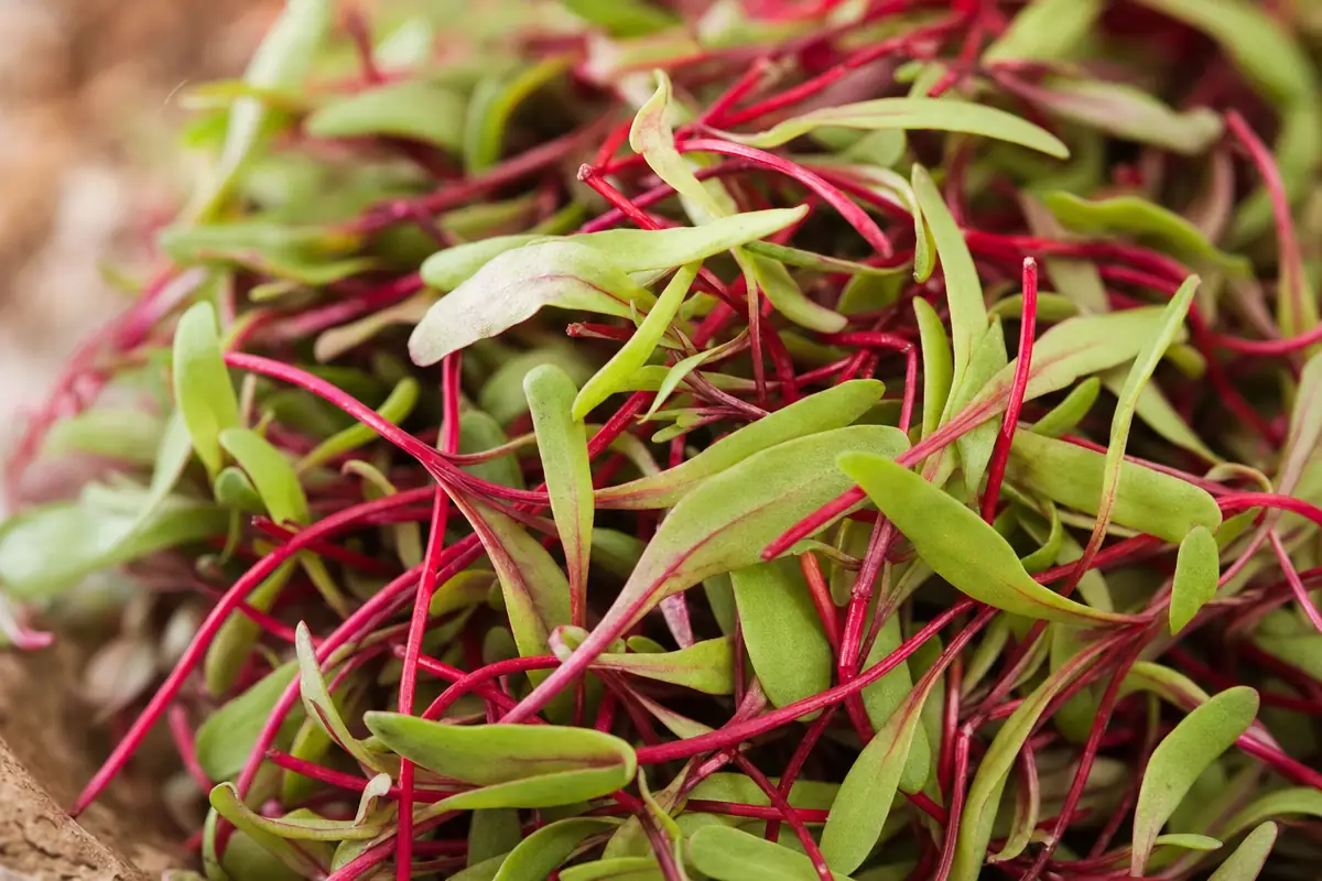 Beet Microgreens image