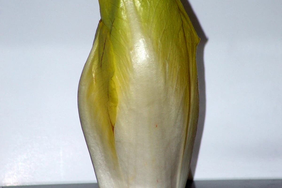 Belgian Endive image