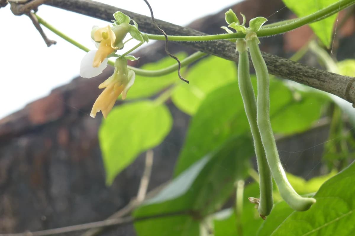 Hopi Black Bean (Phaseolus vulgaris) plant with pods