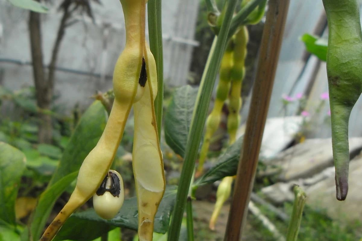 Black-Eyed Pea pods on the vine