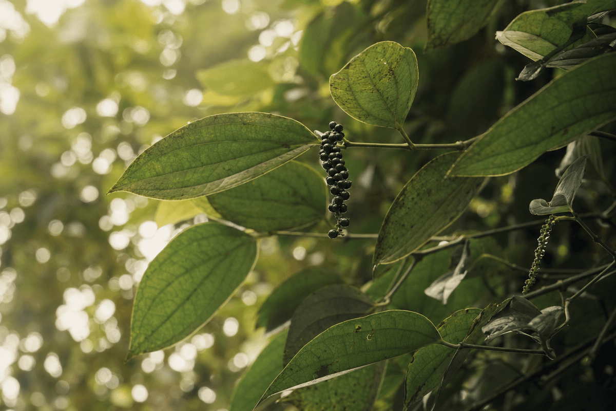 Black Pepper image