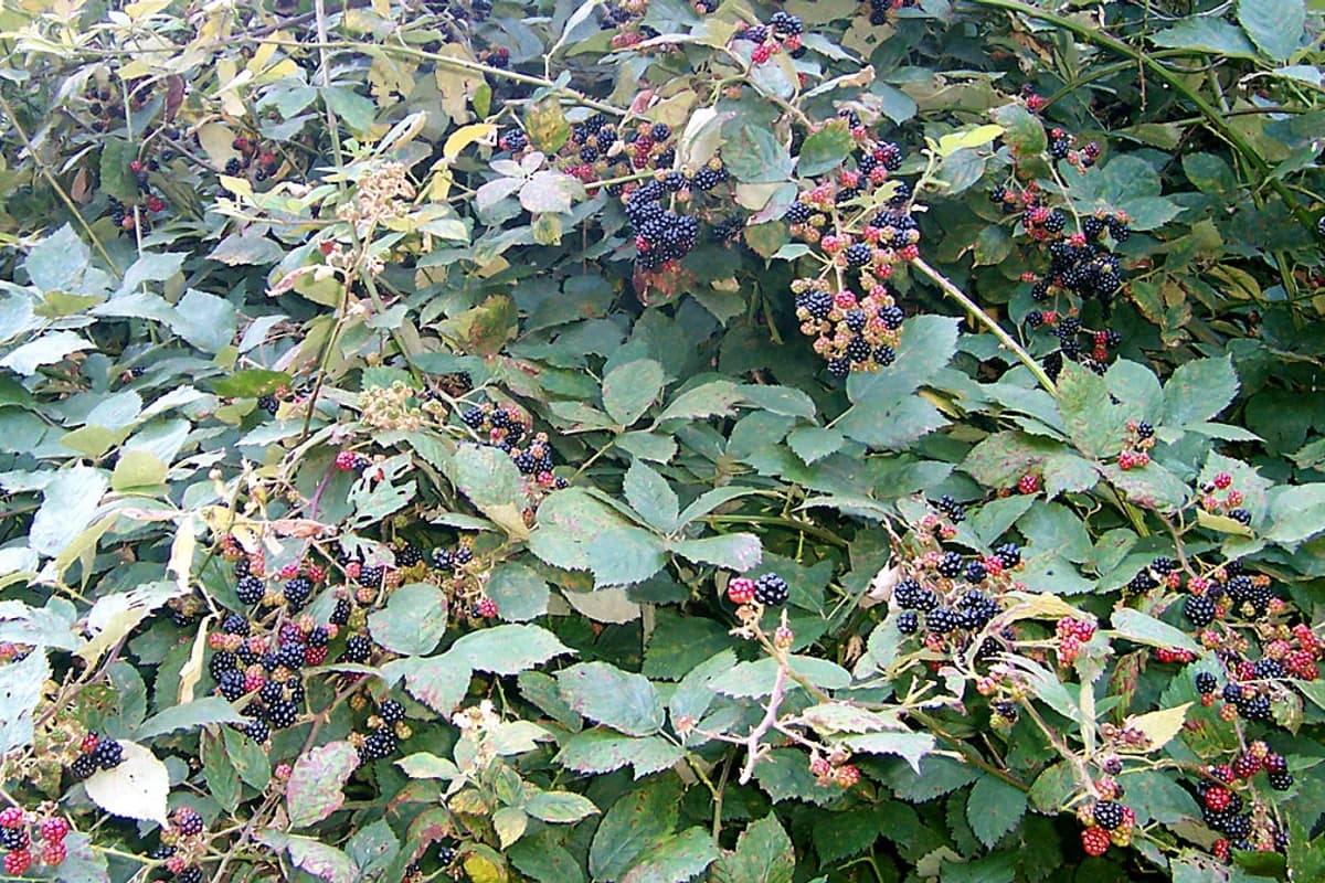 Blackberry image