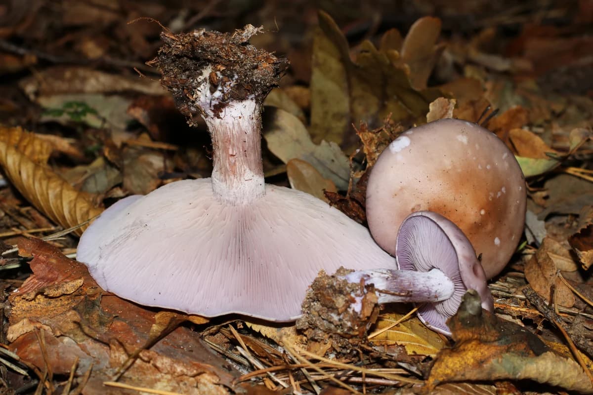 Seta blewit (Clitocybe nuda) con sombrero y laminillas lilas