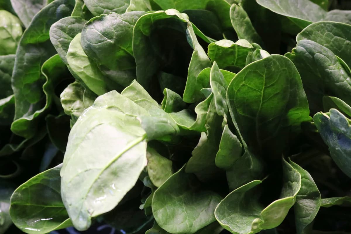 Bok Choy image