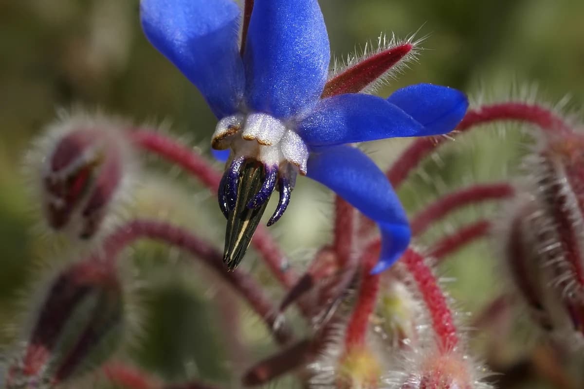 Borage image