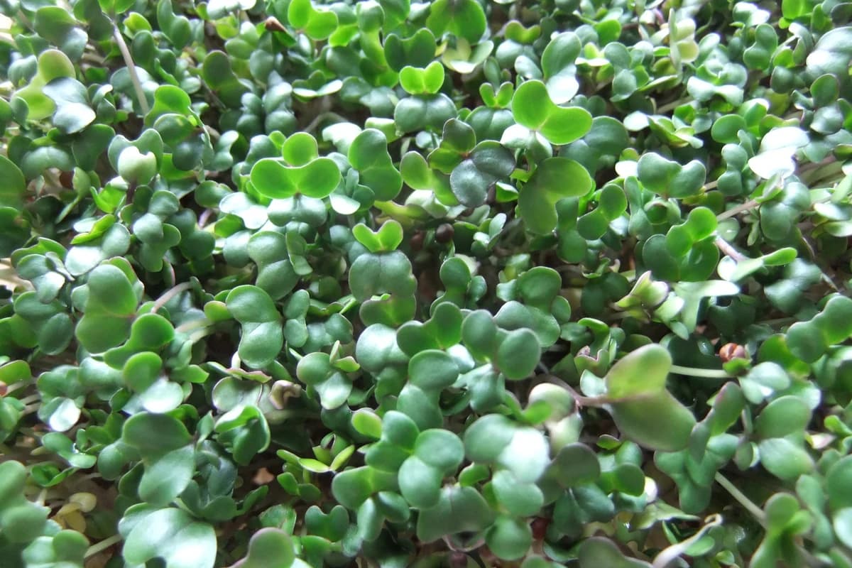 Broccoli Microgreens image