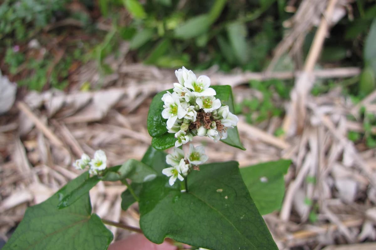 Buckwheat image