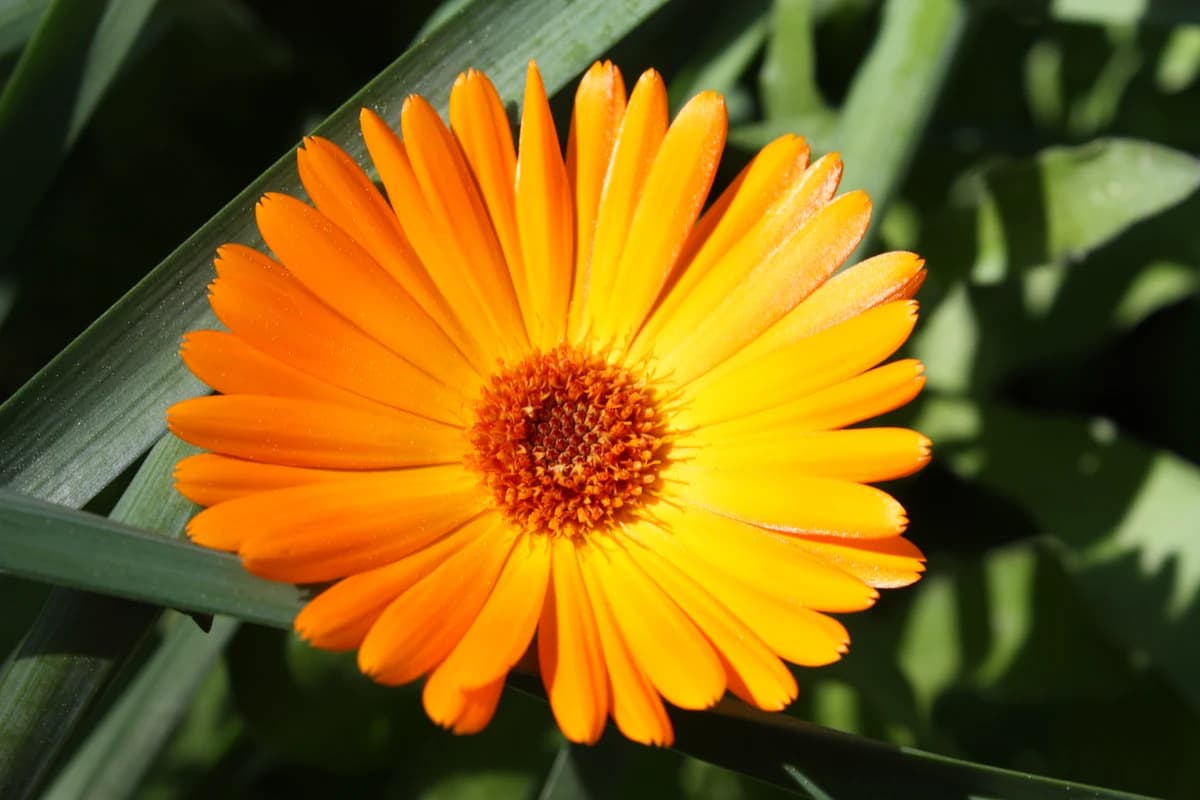 Close-up of vibrant orange Calendula officinalis flowers