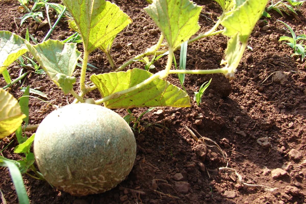 Cantaloupe image