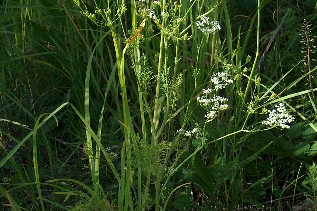 Karwijplant met witte bloemen (schermen)